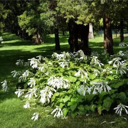 300种园林植物栽培与应用,苗木种植园林绿化