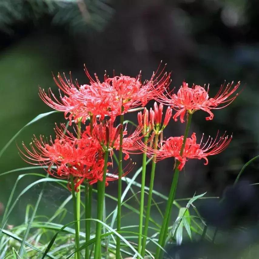 300种园林植物栽培与应用,苗木种植园林绿化