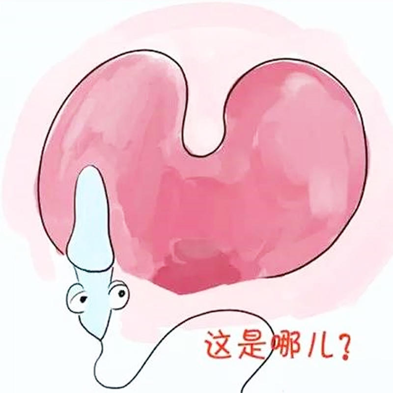 疑惑？没有遇到卵子的精子都去哪里了