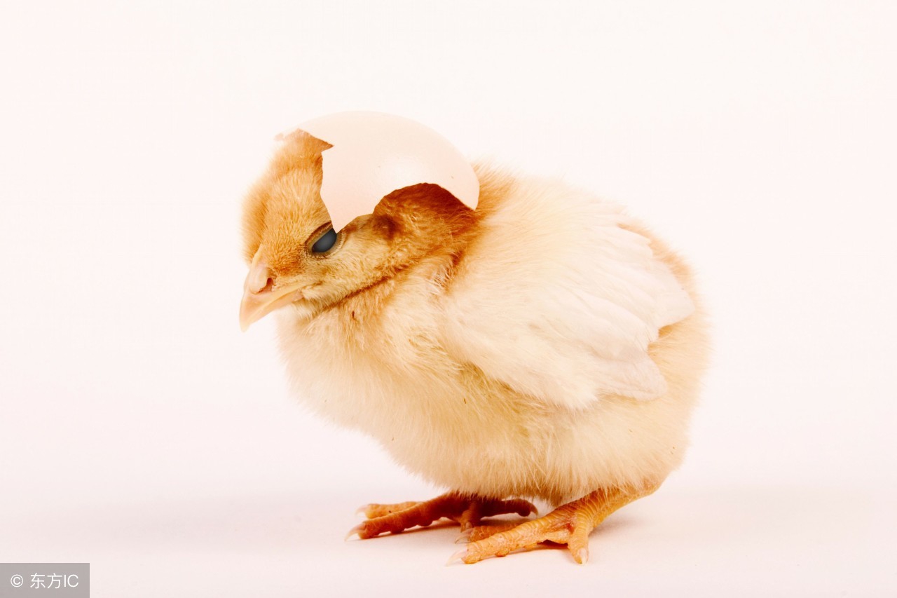 最简单的孵小鸡四种土方法,怎么孵小鸡最准确的方法