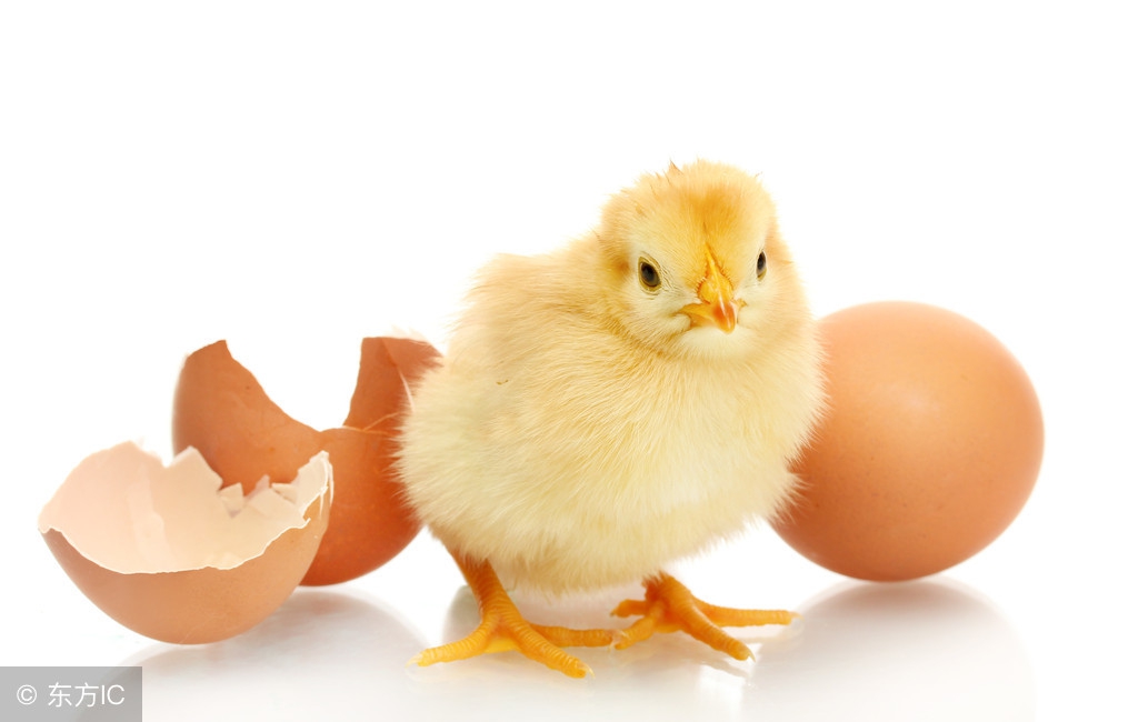 最简单的孵小鸡四种土方法,怎么孵小鸡最准确的方法