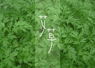 艾草是一种去除恶露的神器，孕妇都应该知道