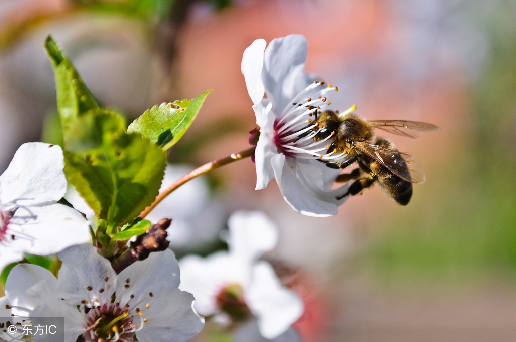 蜜蜂在家里筑巢怎么赶走,防止蜜蜂筑巢的最佳方法
