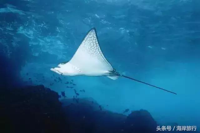 泰国9个最不能错过的美丽海岛,比普吉岛还美的度假天堂