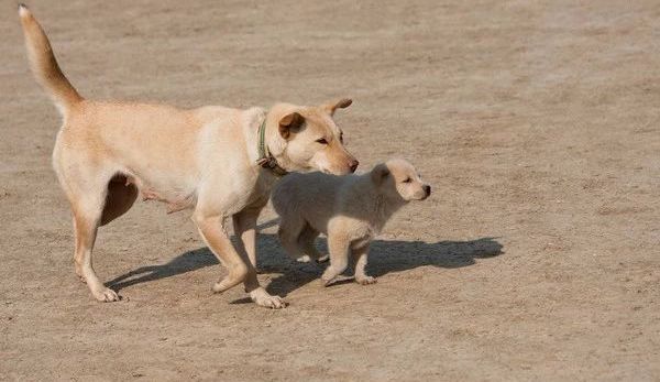 如何让猫狗听懂自己说话,能和猫狗沟通说话的人