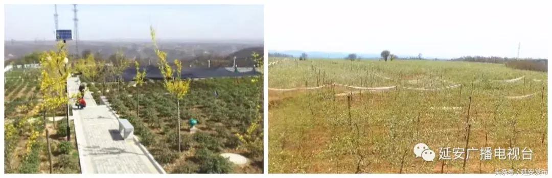 延安:宜川县多管齐下 培育经济新动能