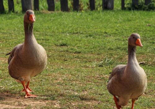 养肉鹅1000只利润和成本,500只肉鹅成本和利润