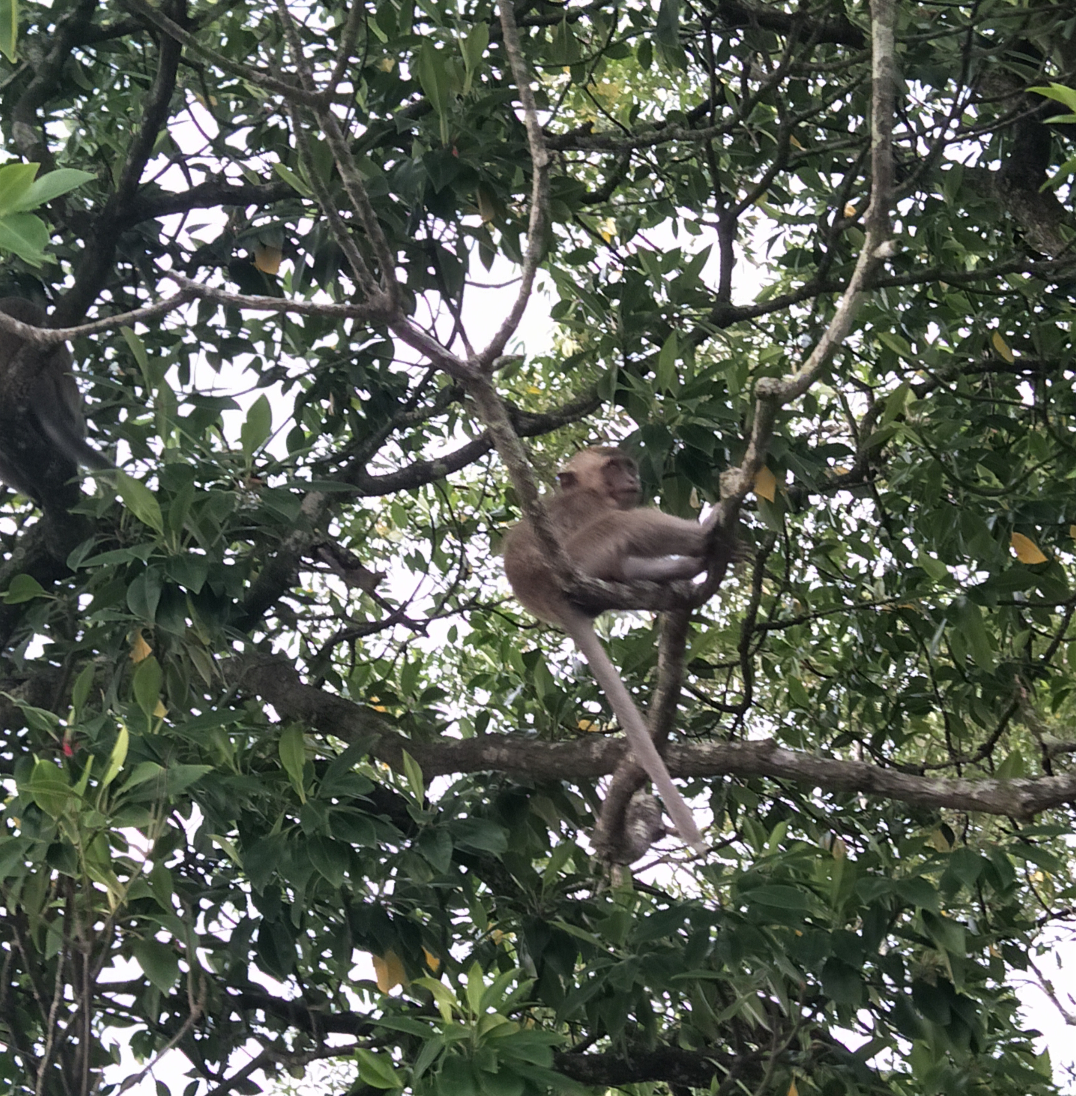 闺蜜沙巴旅行记 (和好友在沙巴旅行)