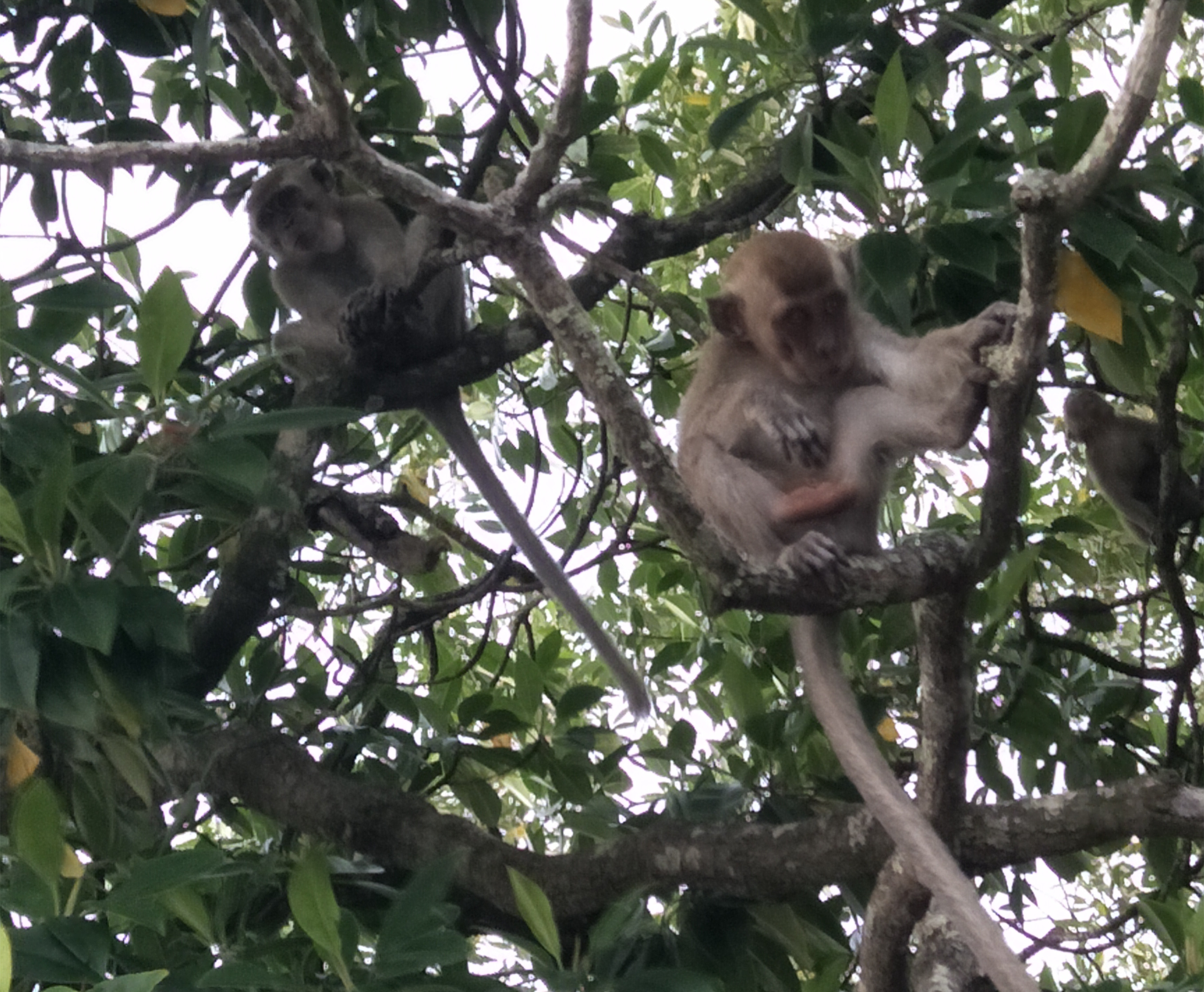 闺蜜沙巴旅行记 (和好友在沙巴旅行)