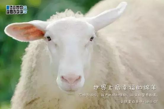 蓝河绵羊奶产地哪里,蓝河绵羊奶哪个国家的