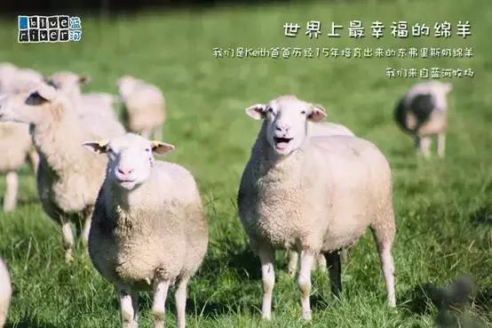 蓝河绵羊奶产地哪里,蓝河绵羊奶哪个国家的