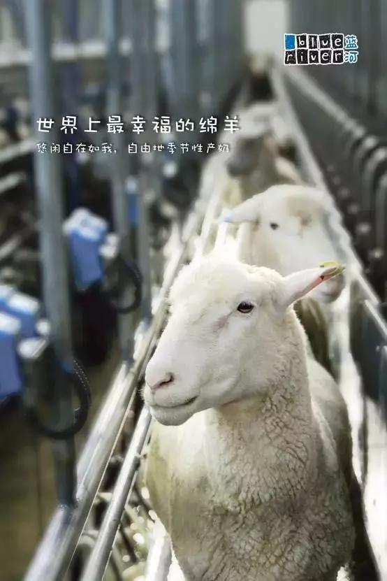 蓝河绵羊奶产地哪里,蓝河绵羊奶哪个国家的
