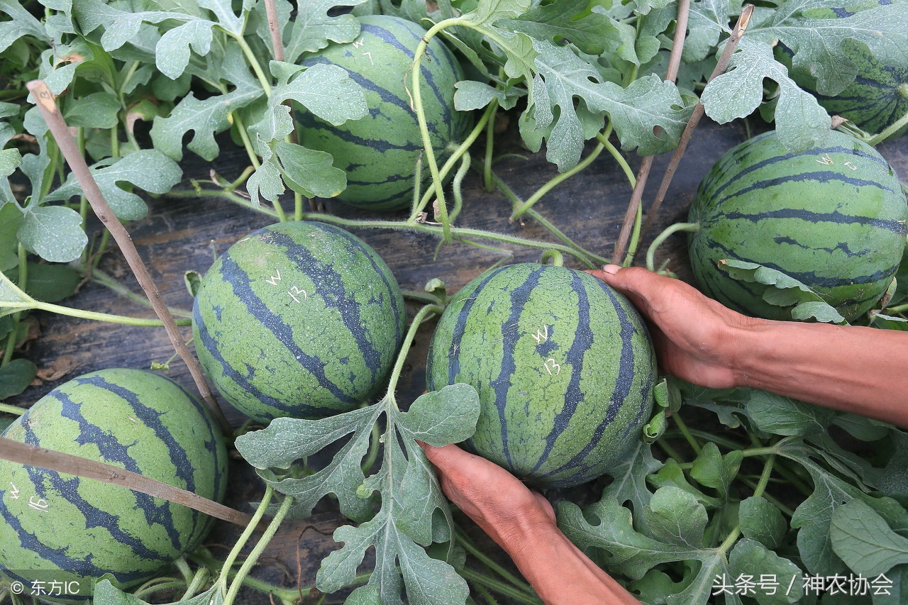 自己种的西瓜膨大得很慢怎么办,西瓜后期膨大慢是怎么回事