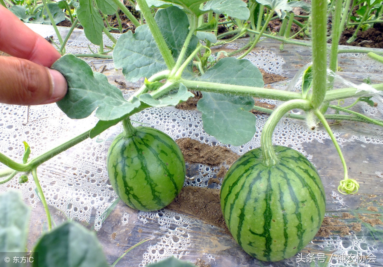自己种的西瓜膨大得很慢怎么办,西瓜后期膨大慢是怎么回事