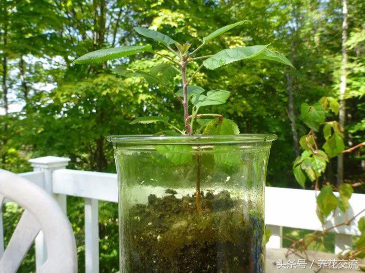 樱桃种子怎么种出樱桃树,用种子种樱桃苗怎么种