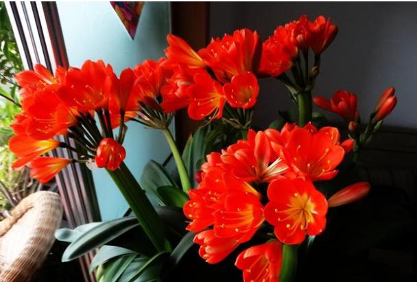 1片小药片兑水，往花盆一倒！花蹭蹭蹭往上长，不烂根，老旺盛了