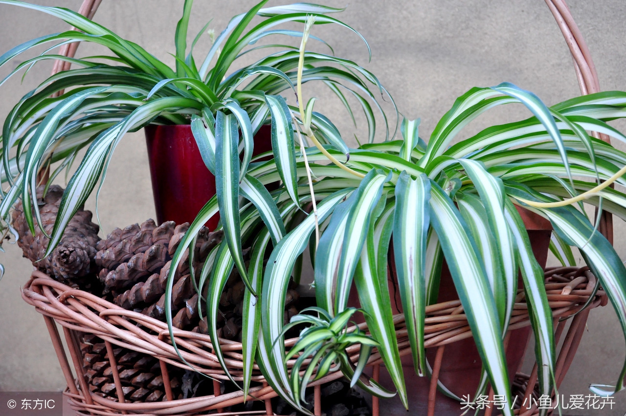 水培吊兰怎么养才能更旺盛小妙招,水培吊兰养护应该注意哪些事项