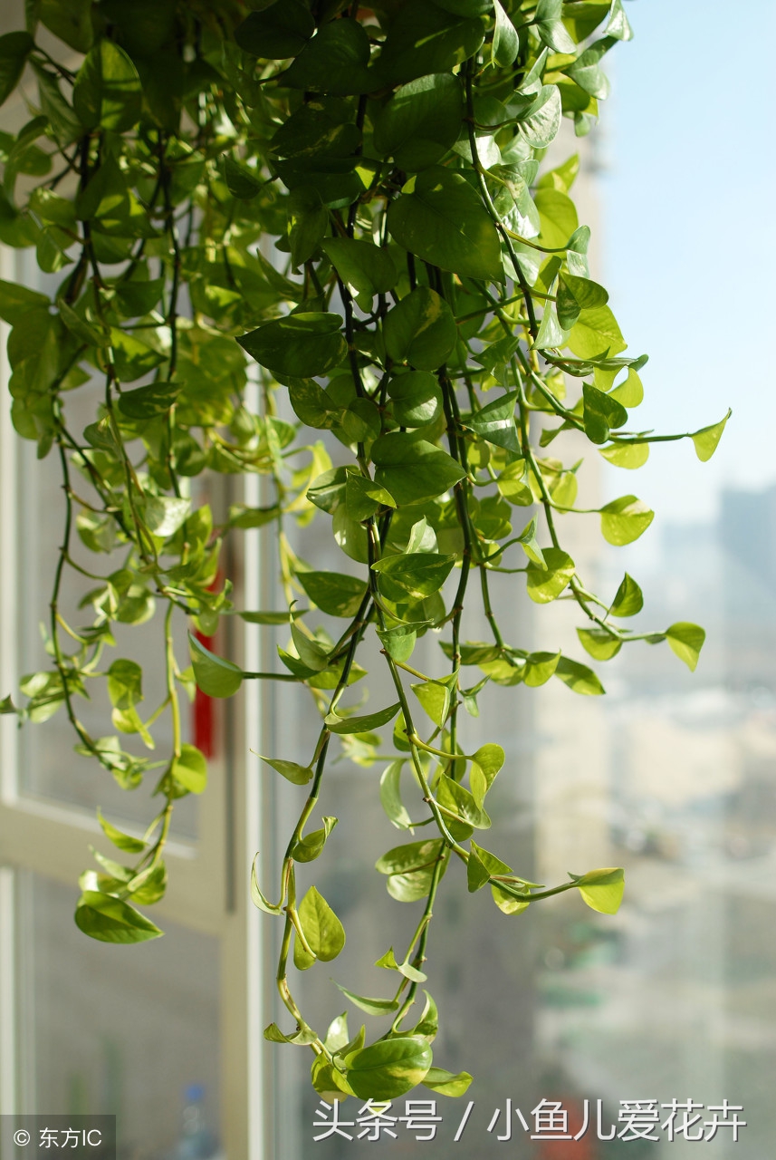 水培吊兰怎么养才能更旺盛小妙招,水培吊兰养护应该注意哪些事项