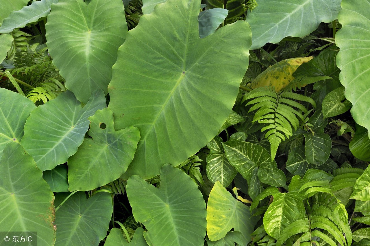 种植荔浦芋头的方法,荔浦芋种植技术大全