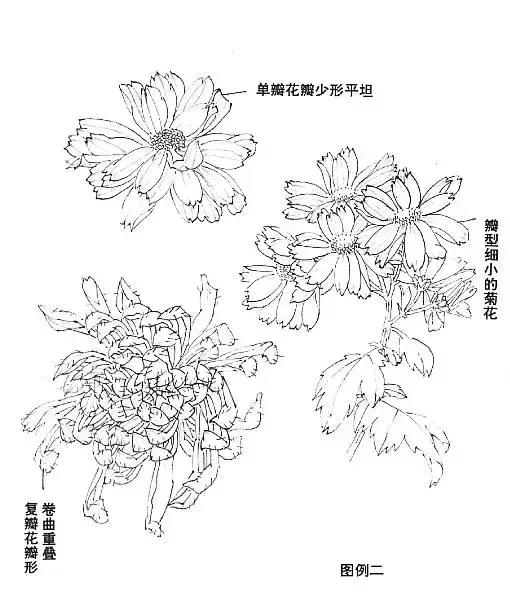 国画基础画菊花该如何构图才好看,国画菊花怎么画简单画法