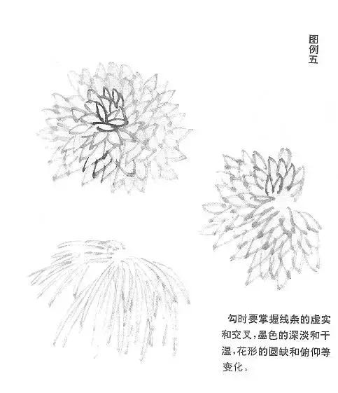 国画基础画菊花该如何构图才好看,国画菊花怎么画简单画法