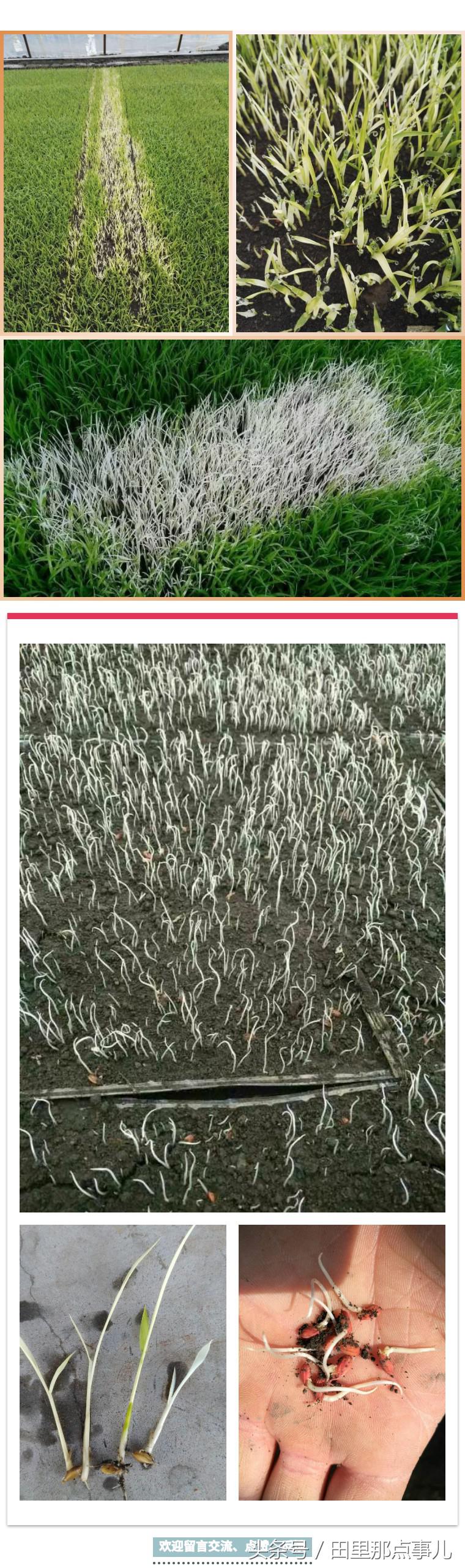 稻苗育苗技术视频,稻种育苗泡与不泡有什么利弊