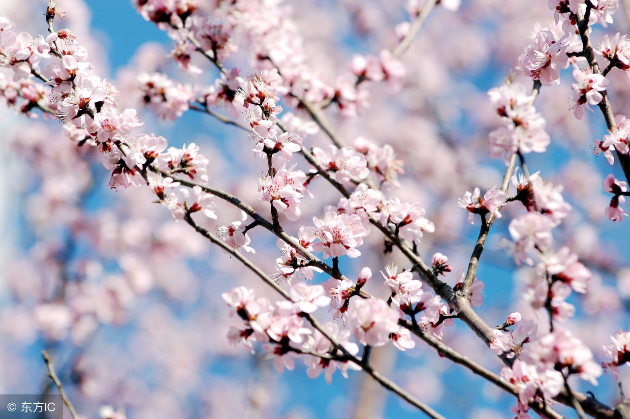 十首励志古诗,最经典的励志古诗句及注解