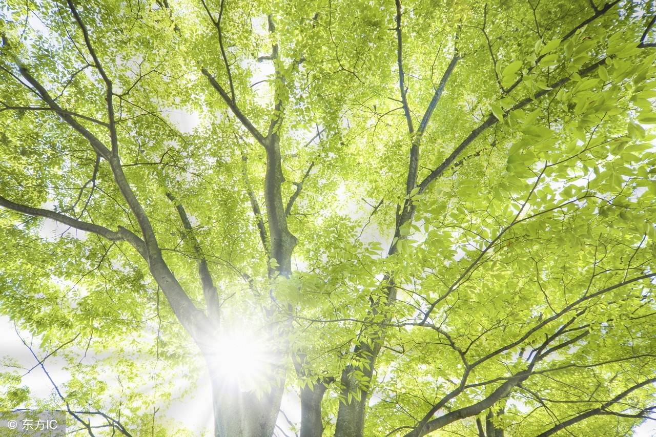 杨柳絮引起的鼻炎,又到了柳絮飞舞鼻炎发作的季节