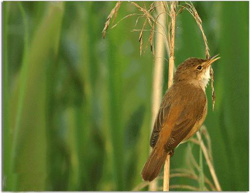 你都知道几个画眉鸟打斗的黄金要素呢?