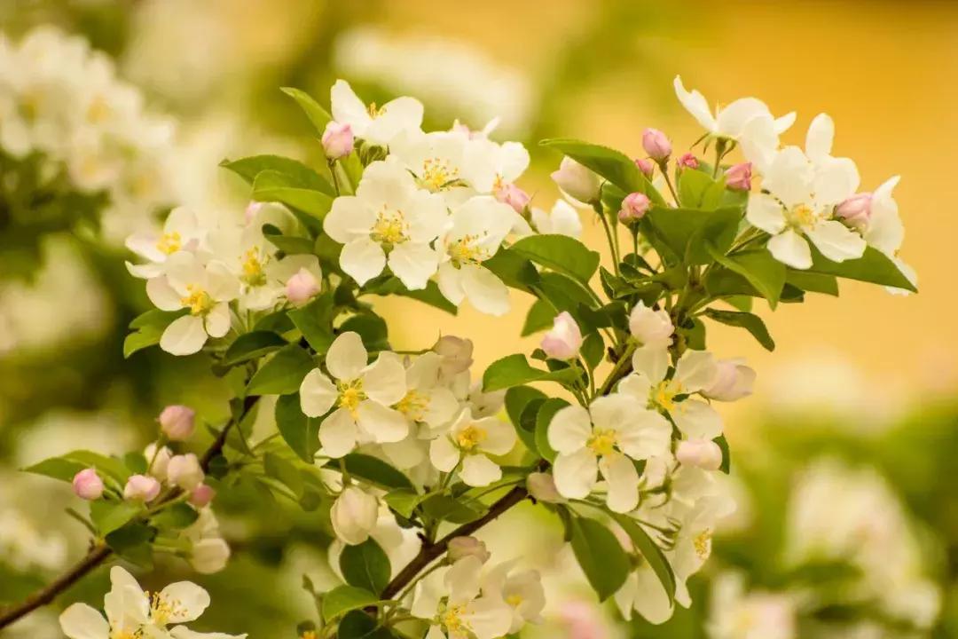 八首吟诵海棠的诗句,三十三首海棠花诗