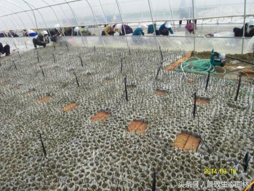 苗木花卉快繁育苗技术合作,最全苗木花卉快速育苗繁殖技术