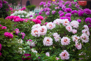 牡丹花的花语和象征的寓意是什么,牡丹花的寓意与花语是什么呢