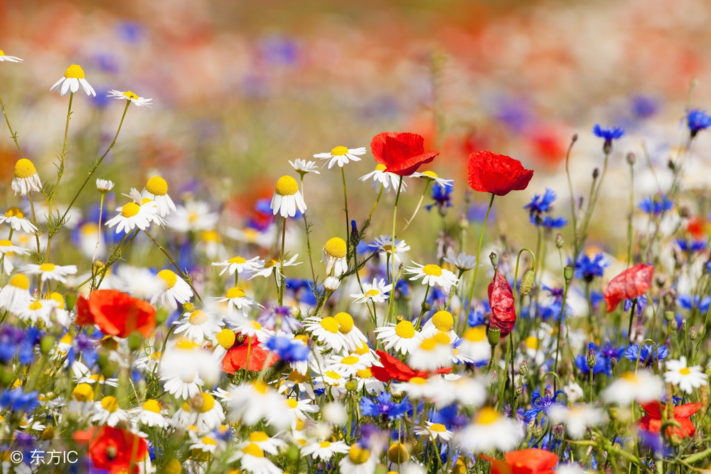 中小学生看故事学写作文——解决落笔困难症（七）如何写情实战篇