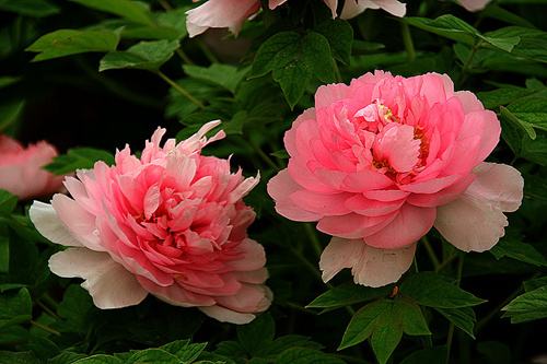 牡丹花的花语和象征的寓意是什么,牡丹花的寓意与花语是什么呢