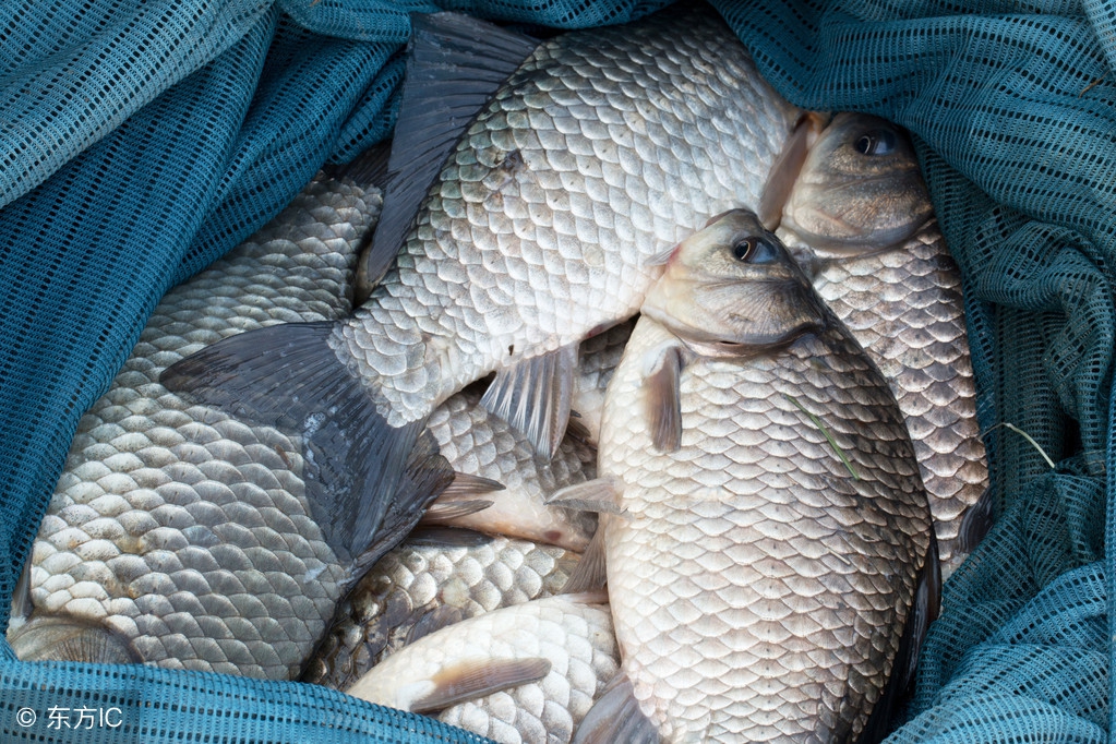 新型钓鱼套路有哪些,亲身经历告诉你钓鱼套路有多深