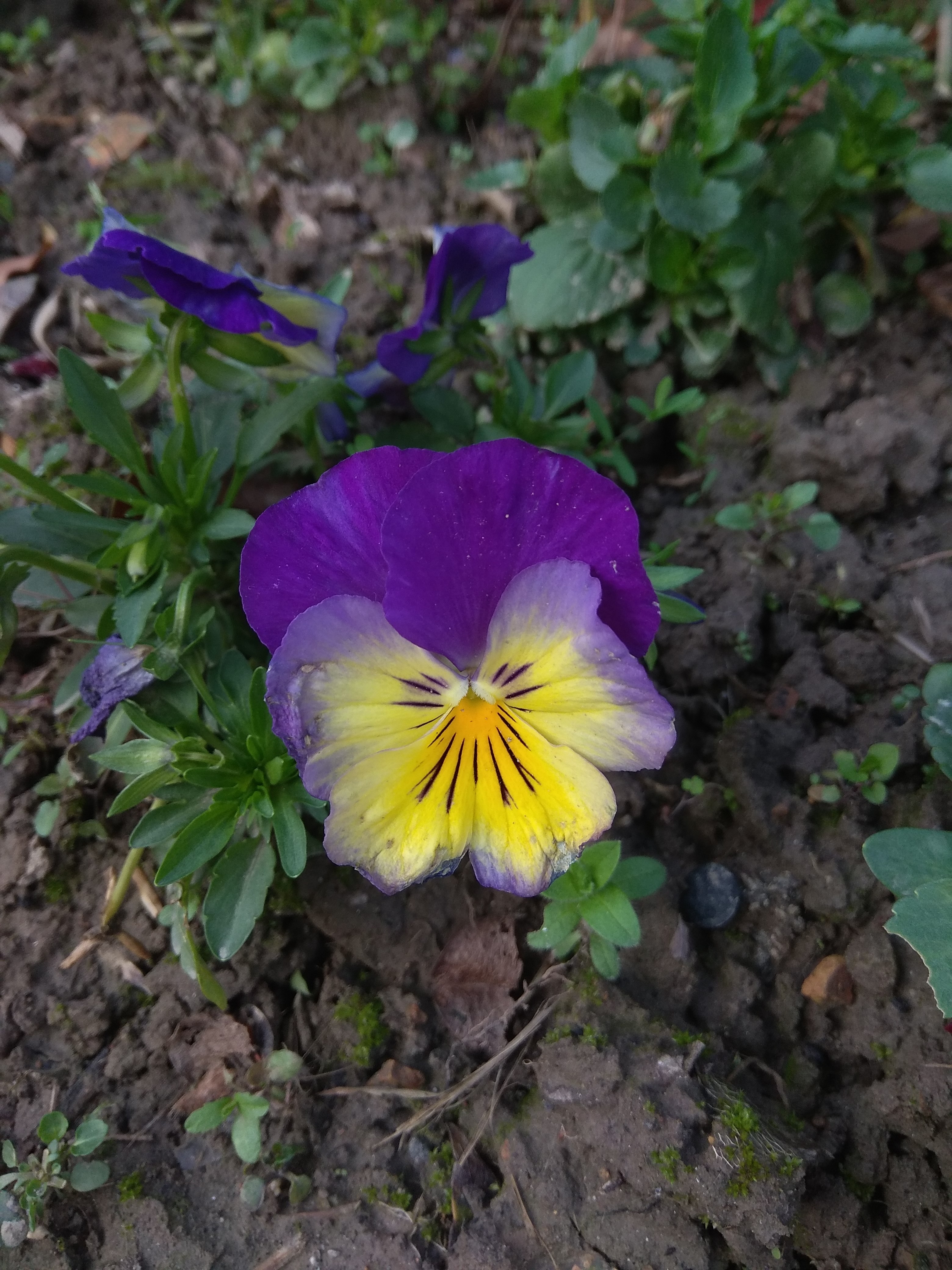 红米手机拍摄技巧，教你拍出卡片机的效果