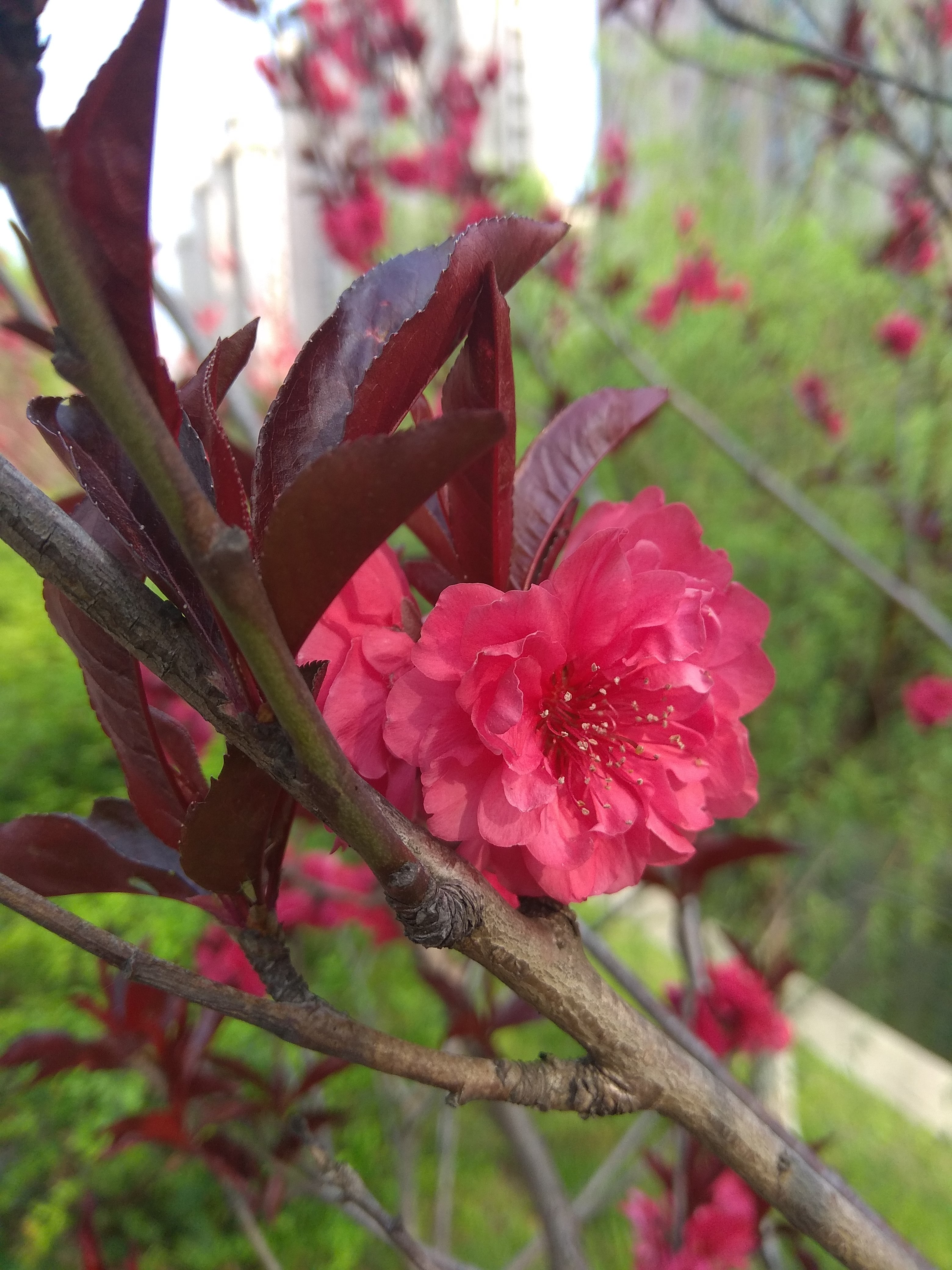 红米手机拍摄技巧，教你拍出卡片机的效果