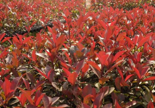 一亩地能扦插多少棵红叶石楠树苗,扦插五十公分红叶石楠