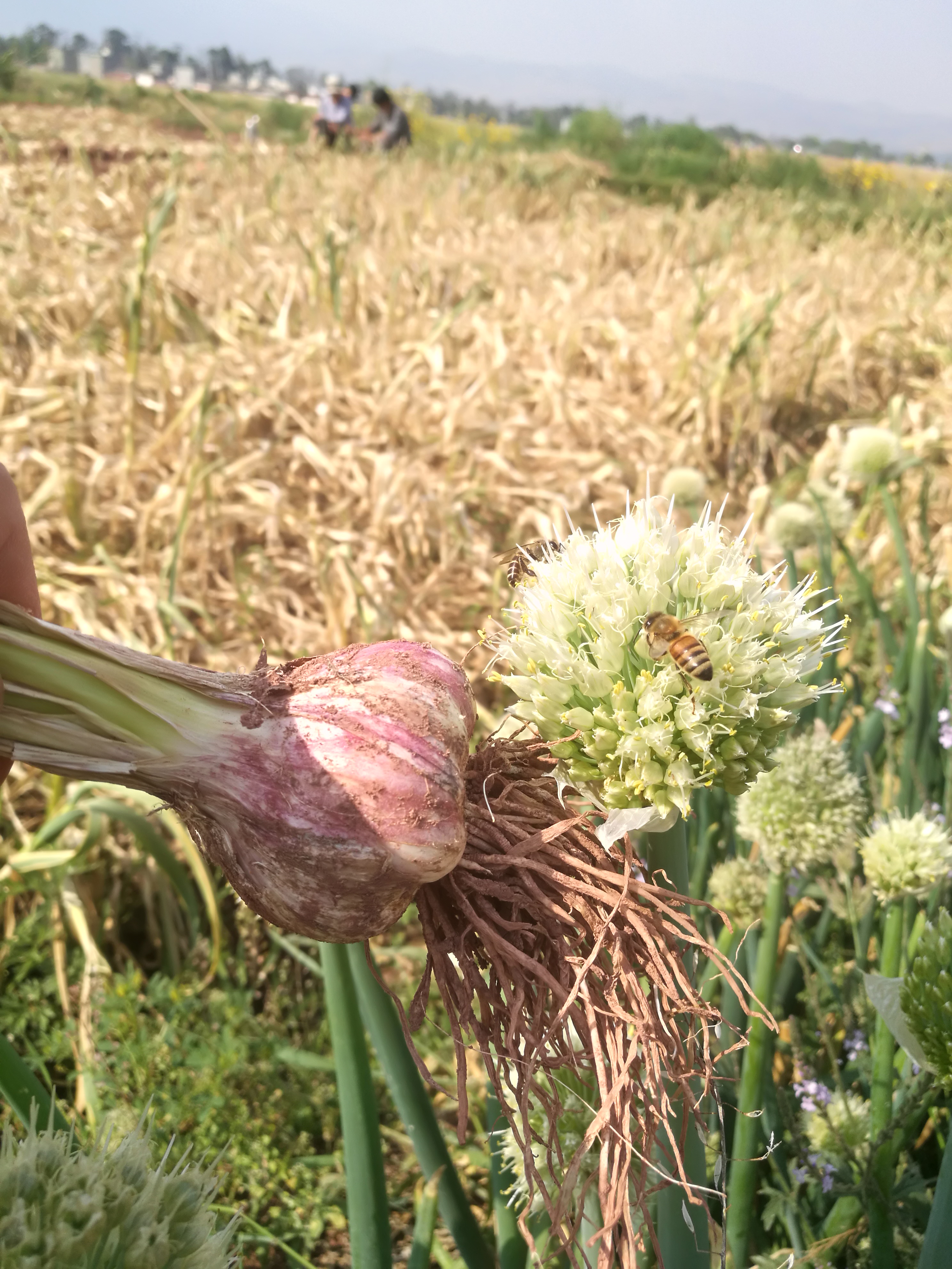 云南弥渡山货,大理州1-12月份山货
