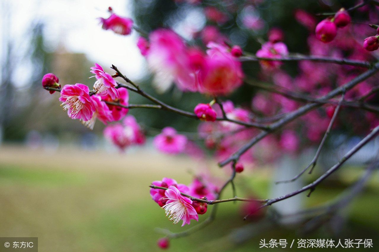 红梅原创乡土小小说、佳作欣赏作者：张子保