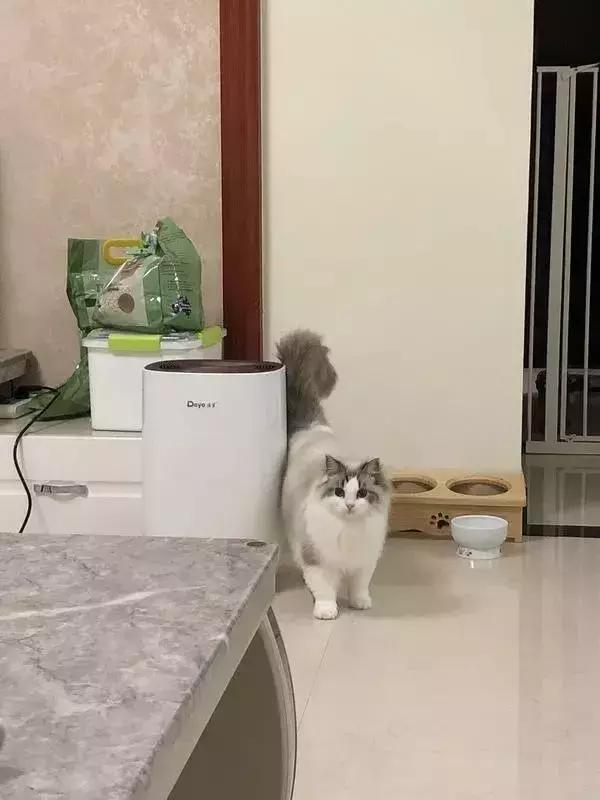 把喵咪交给男朋友照顾，回来我居然看到这种画面……