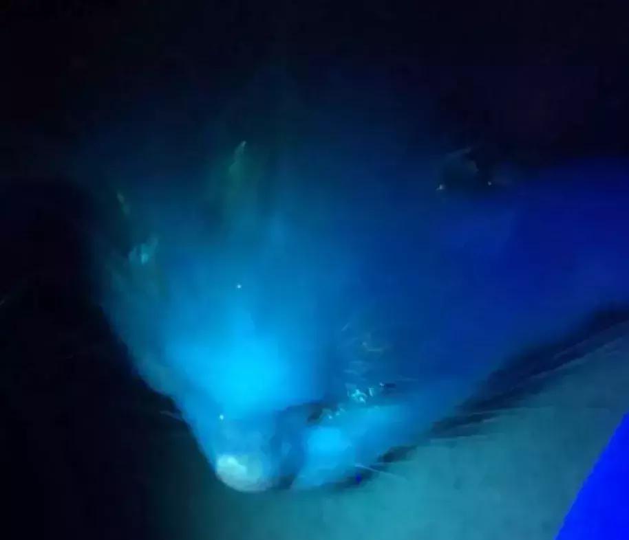 把喵咪交给男朋友照顾，回来我居然看到这种画面……