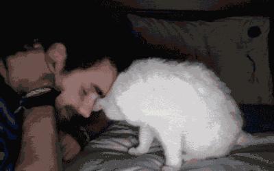 把喵咪交给男朋友照顾，回来我居然看到这种画面……