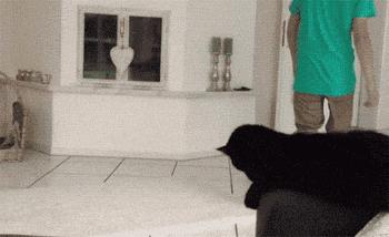 把喵咪交给男朋友照顾，回来我居然看到这种画面……