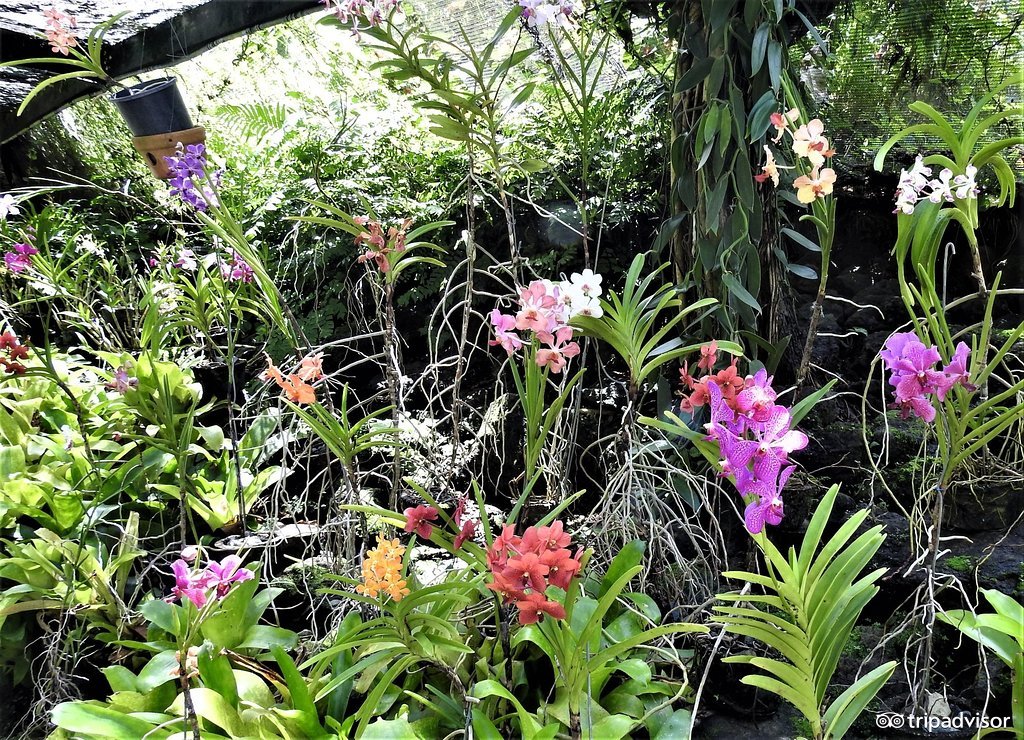 拥有漂浮在海上的披萨店的岛国斐济，不仅仅适合吃海鲜度蜜月