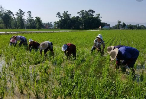 提高水稻亩产,提高水稻产量稳定性的措施