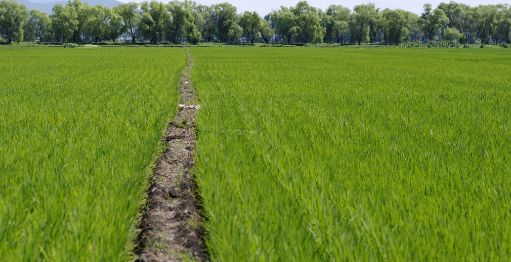 提高水稻亩产,提高水稻产量稳定性的措施