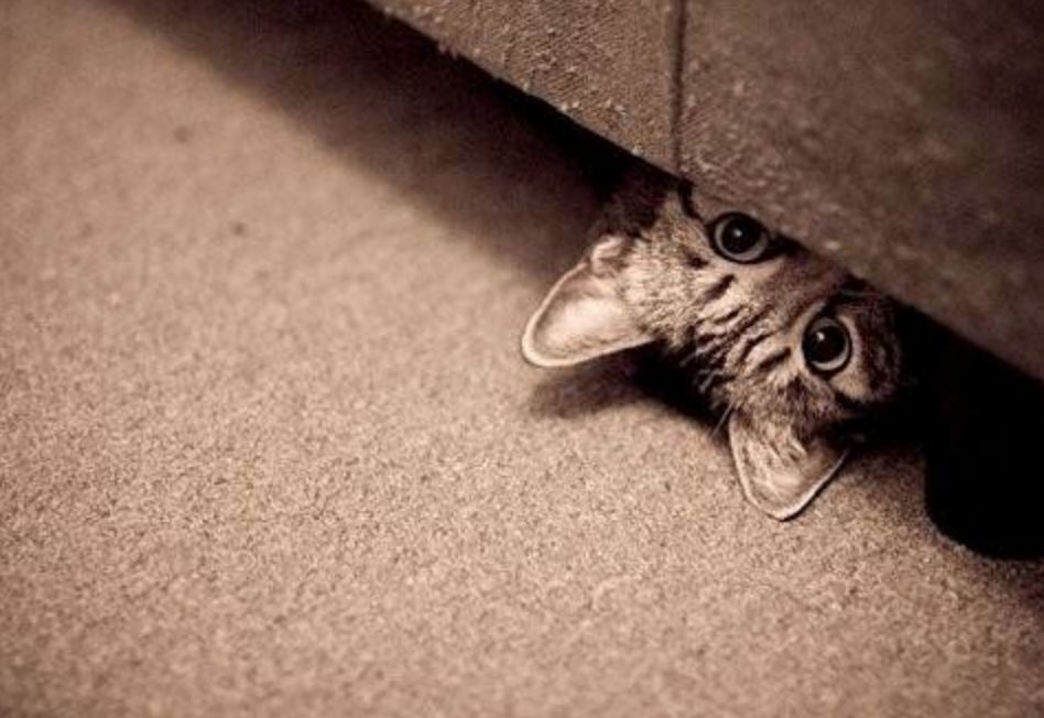 猫咪睡觉的地方应该在哪,猫咪在房间里躲起来怎么都找不到