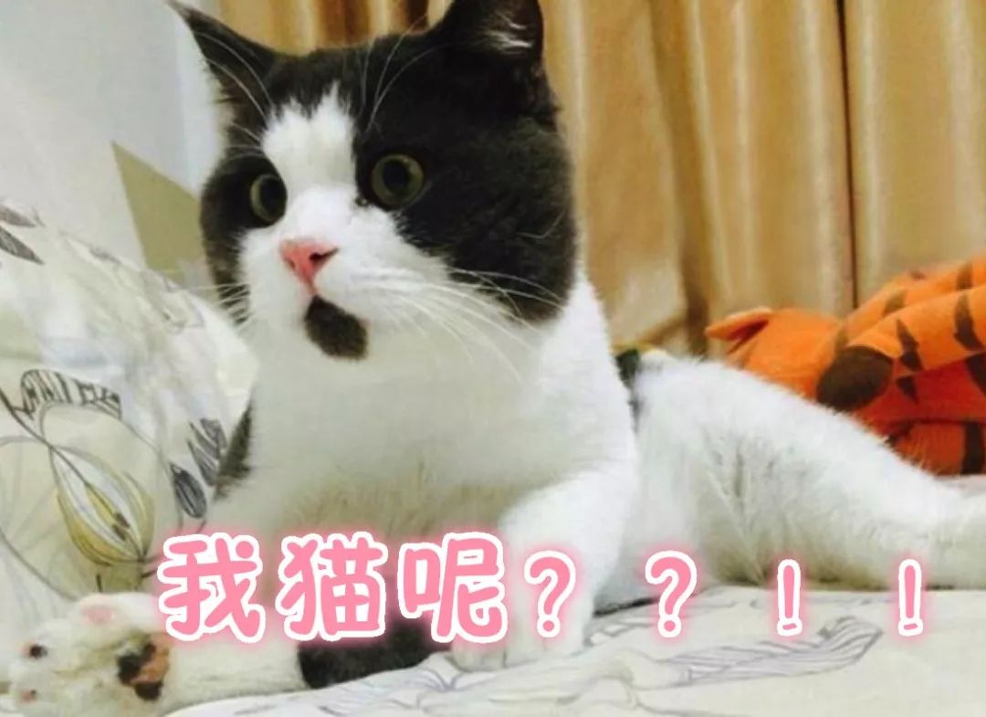 猫咪睡觉的地方应该在哪,猫咪在房间里躲起来怎么都找不到