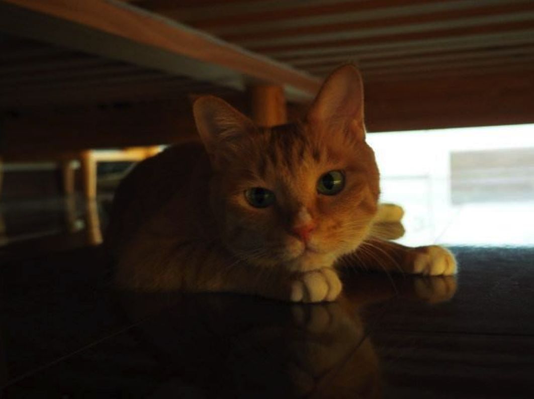 猫咪睡觉的地方应该在哪,猫咪在房间里躲起来怎么都找不到